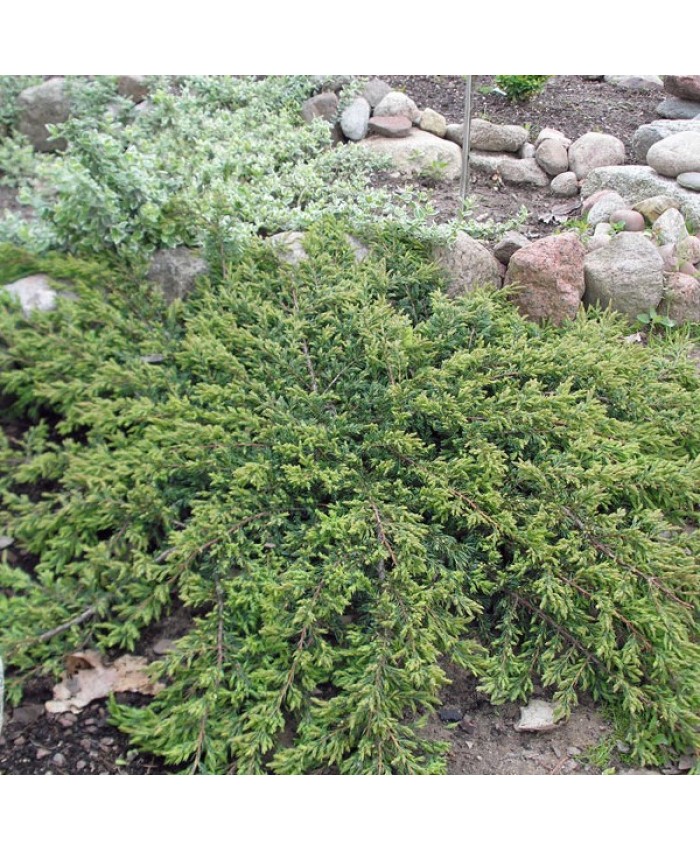 Juniperus “Repanda”