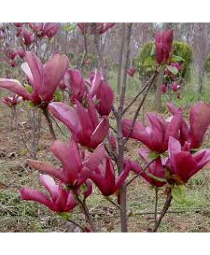 Magnolia Liliflora ‘Nigra’