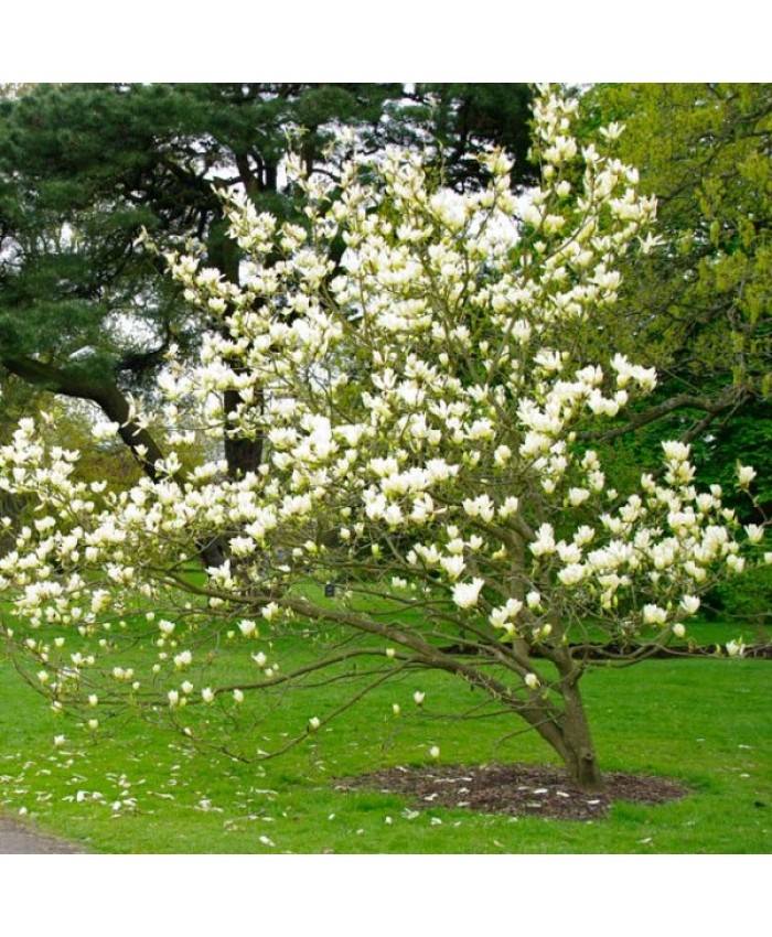 Magnolia ‘Elizabeth’