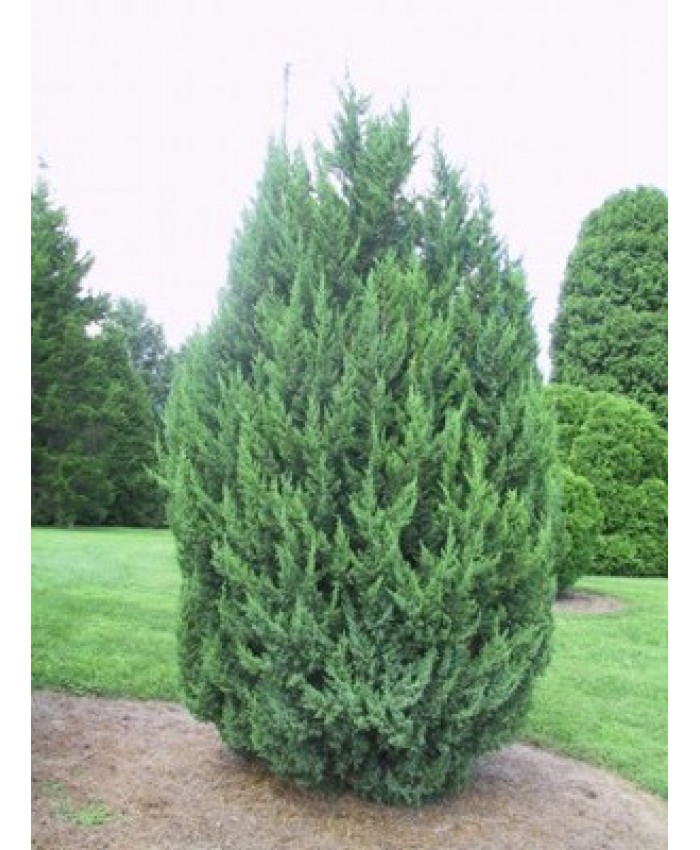 Juniperus ‘Chinensis Monarch’